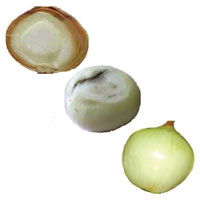 Thorlabs · Onion Quality Control